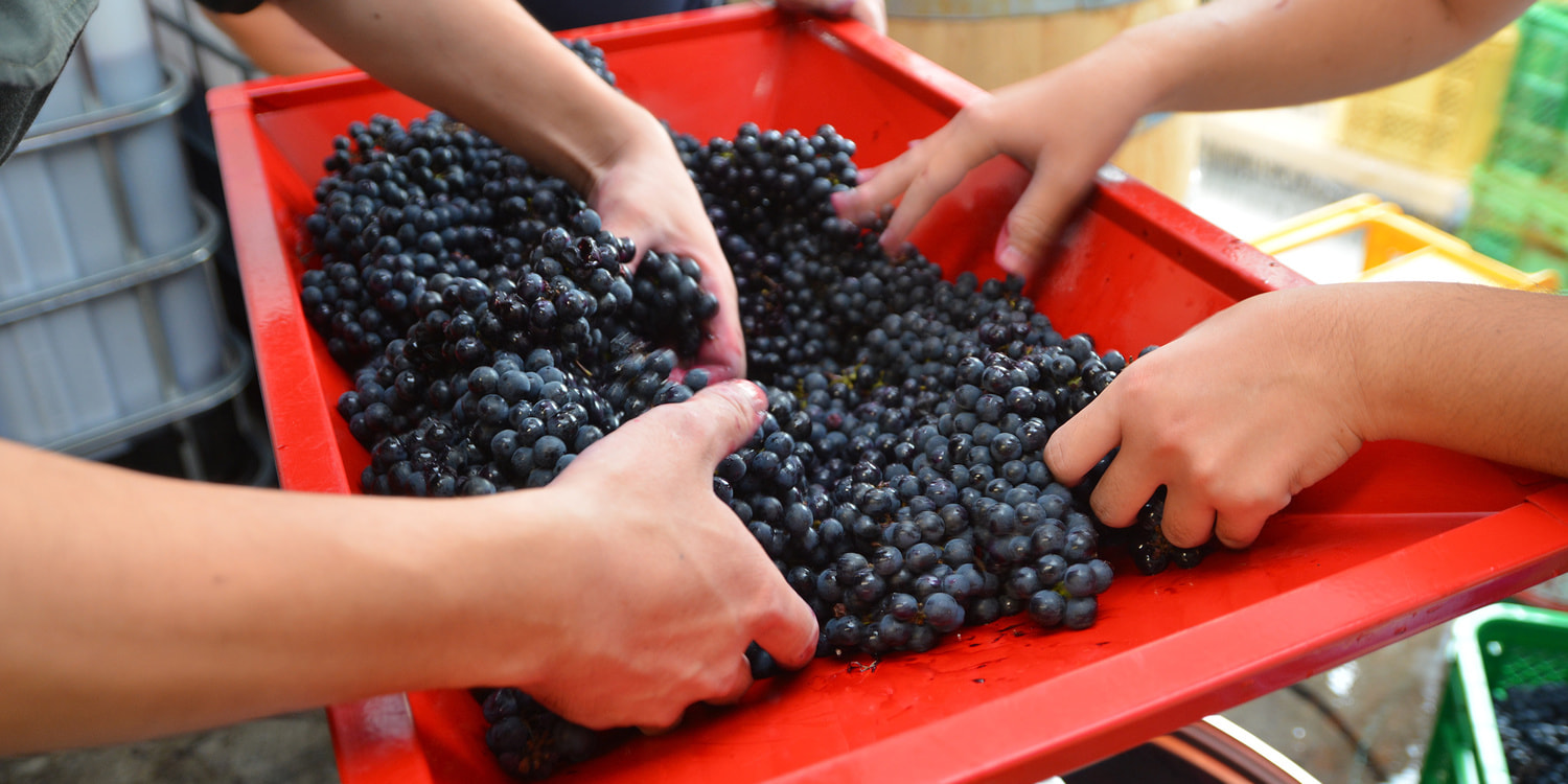 ドメーヌ水戸｜まちなかワイナリー