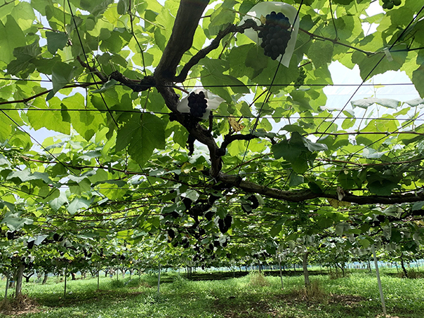 ドメーヌ水戸｜ワイン